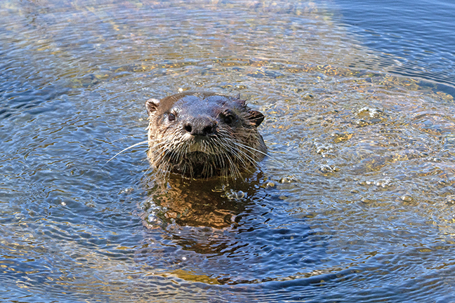 River Otter, Long Island New York